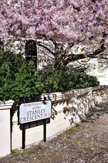 A street scene during daytime in a residential neighbourhood features a pink-flowering cherry blossom tree with abundant blooms, casting shadows on the beige stone wall and pavement below. Behind the wall, dense green shrubbery is visible, partially obscuring a white building in the background. A black and white street sign attached to the wall reads 'Stanley Crescent W. 11', indicating the location. The pavement is scattered with fallen petals from the cherry blossom. The scene suggests a peaceful, well-maintained area suited for home relocation and moving services. The presence of the wall, foliage, and street sign aligns with typical UK residential streets, and the environment appears suitable for furniture transport and packing during a house move. The overall setting emphasizes the importance of careful handling of belongings in a scenic neighbourhood, supported by professional removals such as those provided by Movers South Kensington.